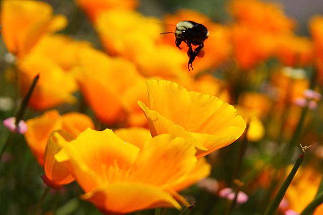 Pollination