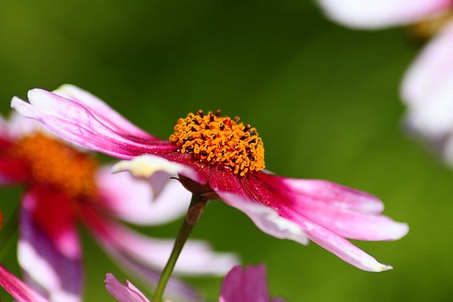 Daisy