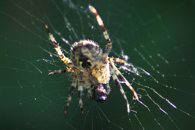 Spider<br>Camera: Canon EOS Rebel T1i<br>Quantaray 70-300 mm lens