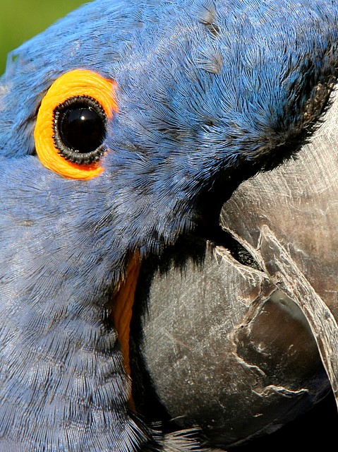 Parrot