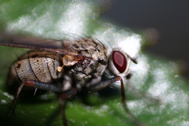 Fly<p>Camera: Canon EOS Rebel T1i<br>Reverse mounted 18-55 mm kit lens