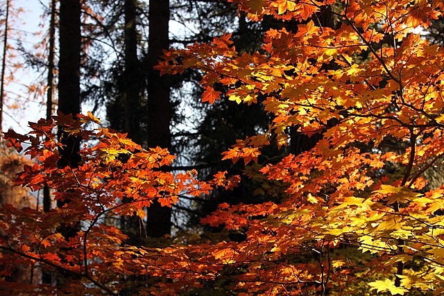Fall color on the Merritt Lake trail