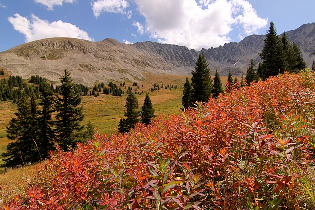 Mayflower Gulch