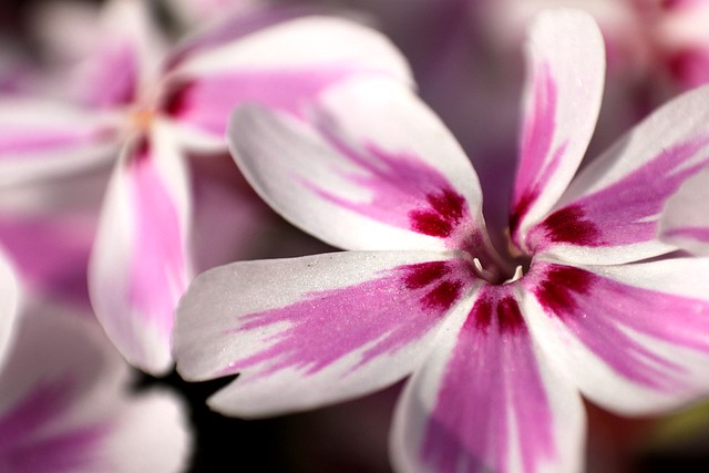 Spring Blooms