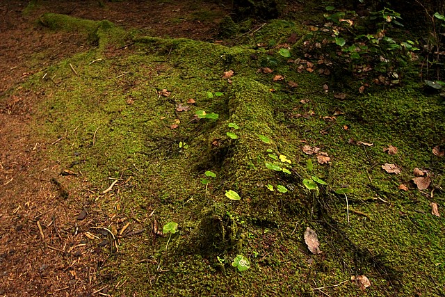 Olympic National Park<br>Washington State<p>Camera: Canon EOS Rebel T1i<br>Canon 10-22 mm lens