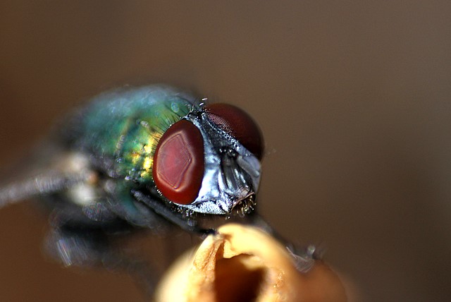 Green Bottle Fly