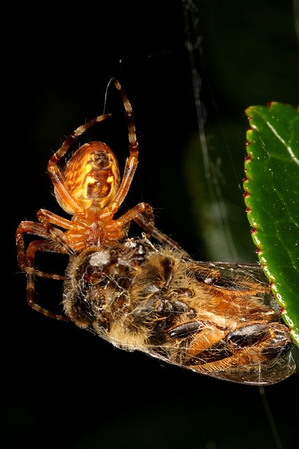 Spider eating a bee