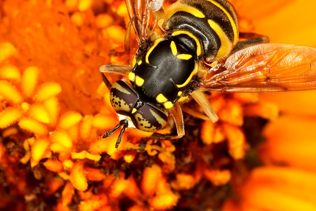 Fly, Genus Spilomyia