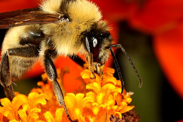 Bee and Orange Daisy