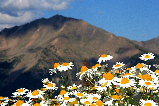Daisies at Galena Summit<br>Central Idaho<p>Camera: Canon EOS Rebel XT<br>Tamron 28-300mm VC lens