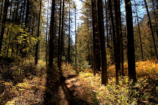 Stuart Lake Trail