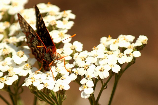 Butterfly<p>Camera: Canon EOS Rebel T1i<br>Canon 55-250mm IS lens<br>with Opteka extension tube