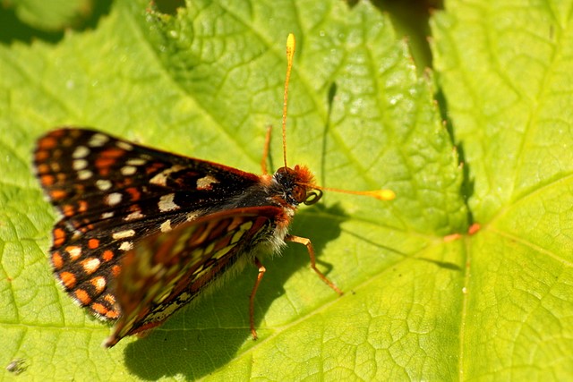 Butterfly<p>Camera: Canon EOS Rebel T1i<br>Canon 55-250mm IS lens<br>with Opteka extension tube