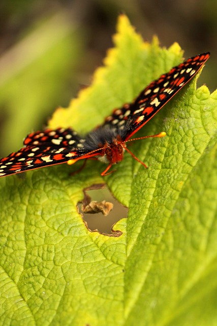Butterfly<p>Camera: Canon EOS Rebel T1i<br>Canon 55-250mm IS lens<br>with Opteka extension tube
