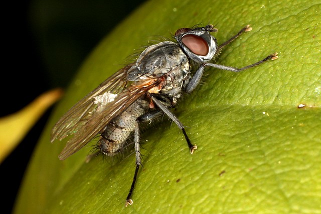 Fly