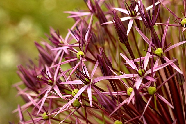 Star of Persia
